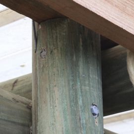 The Pole Man supplies H5 treated, lathe-turned poles engineered to withstand New Zealand’s toughest conditions. But what does timber treatment really mean, and why does it matter?